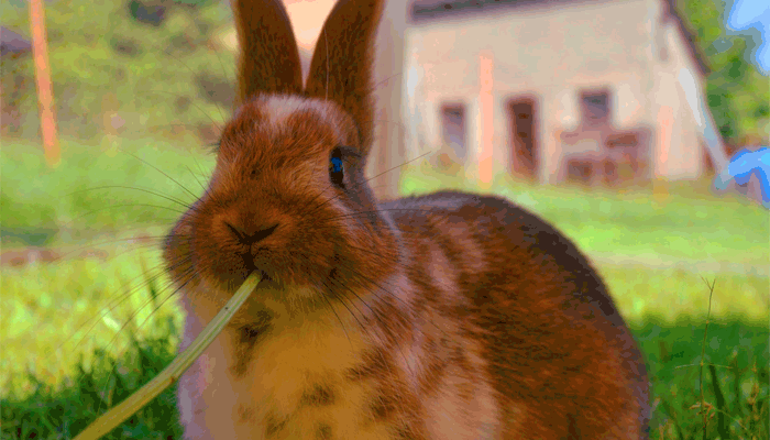 Featured image for finding the best rabbit treats article.