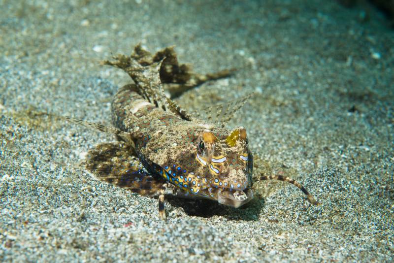 Fingered dragonet