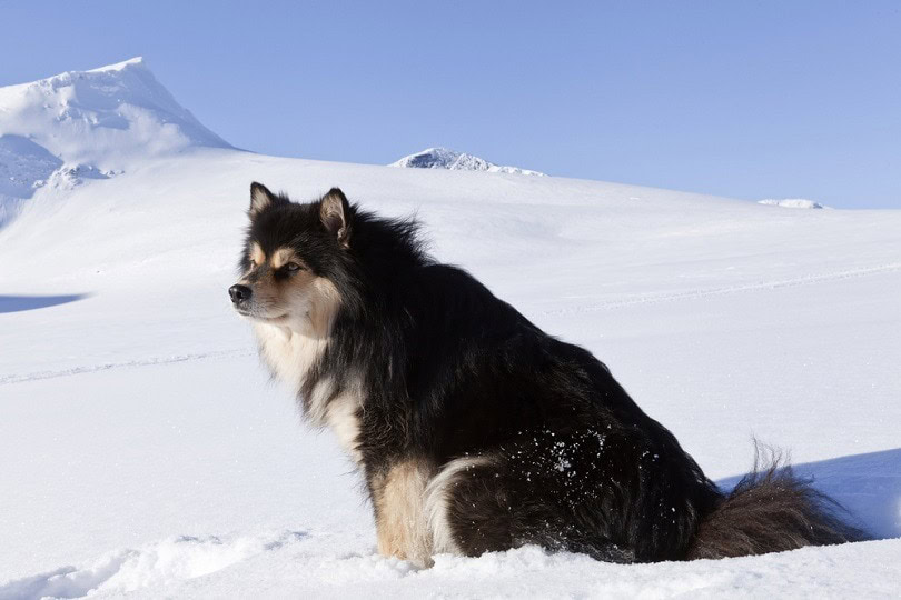 Finnish-Lapphund_Scandphoto, Shutterstock