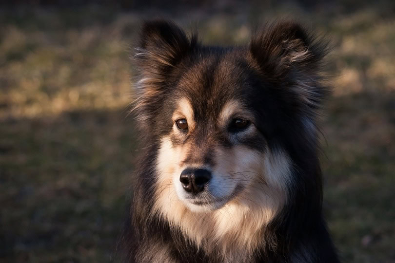 Finnish Lapphund