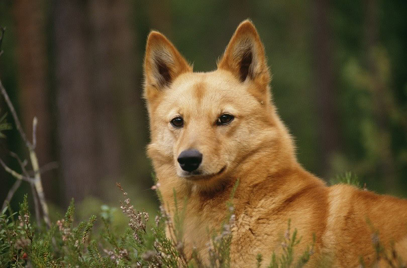 Finnish-spitz_BMJ_shutterstock
