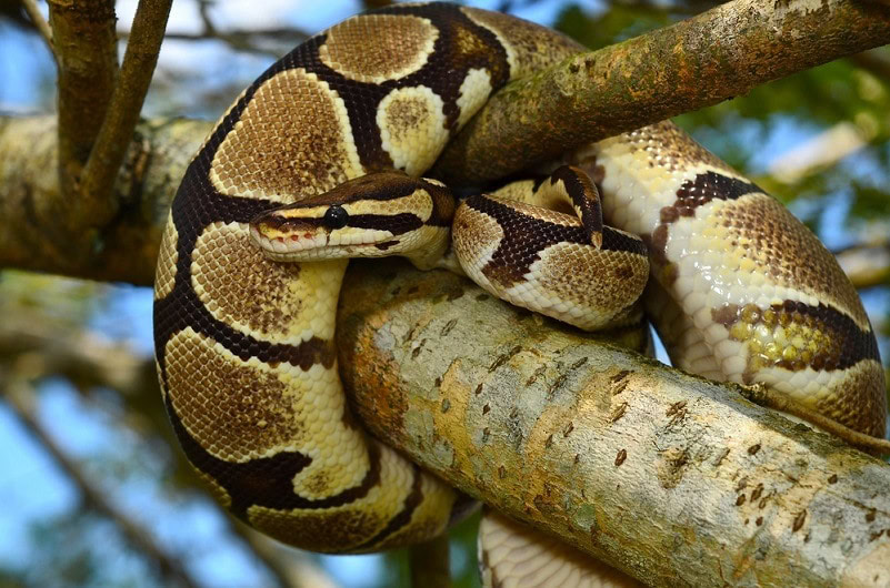 Fire Ball Python Snake_Ery Azmeer_shutterstock