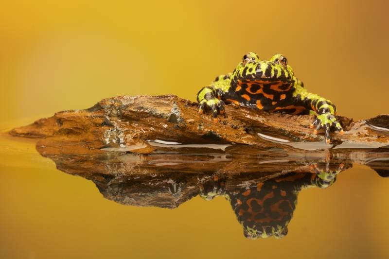 Fire Belly Toad on a rock in yellow background