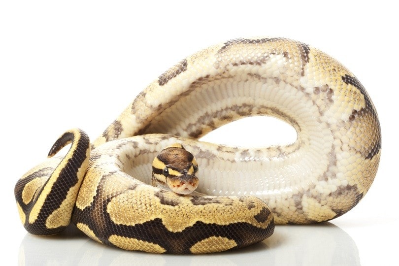 Fire yellow belly ball python_fivespots_shutterstock