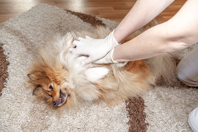 First aid reanimation on a small shetland sheepdog