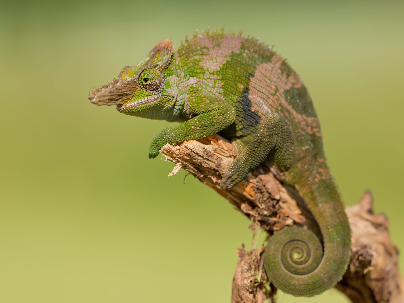 Fischer's,Chameleon,(kinyongia,Fischeri,),Is,A,Species,Of,Chameleon,
