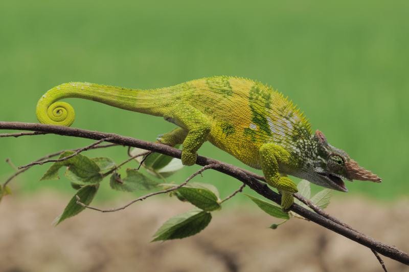 Fischer's chameleon or Kinyongia fischeri crawling in the branches of a tree