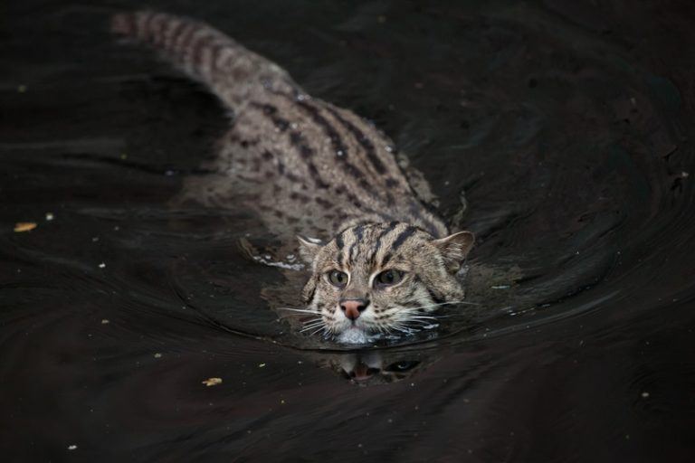 Fishing-cat-Prionailurus-viverrinus_Shutterstock_Vladimir Wrangel