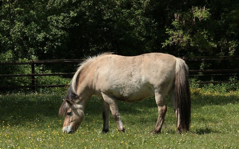 Fjord Horse