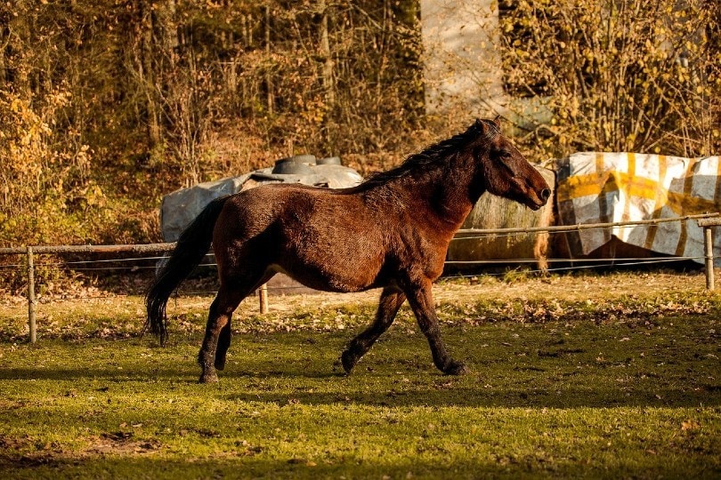 Fjord horse walking