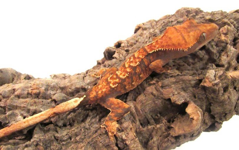Flame Crested Gecko