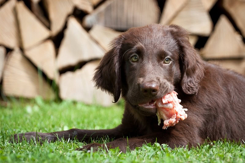 Flat Coated Retriever puppy eats a chicken carcass