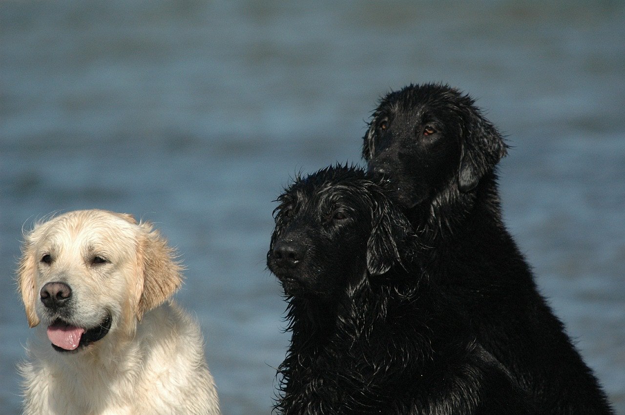 Flat coated golden retriever