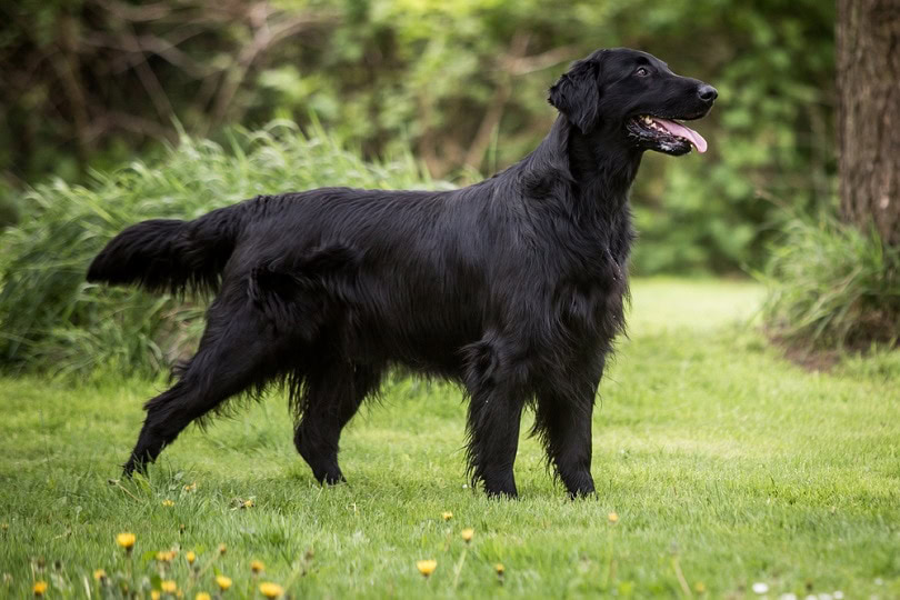 Flat coated retriever dog in the garden