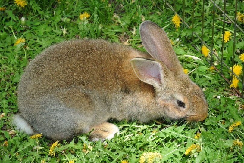 Flemish Giant Rabbit
