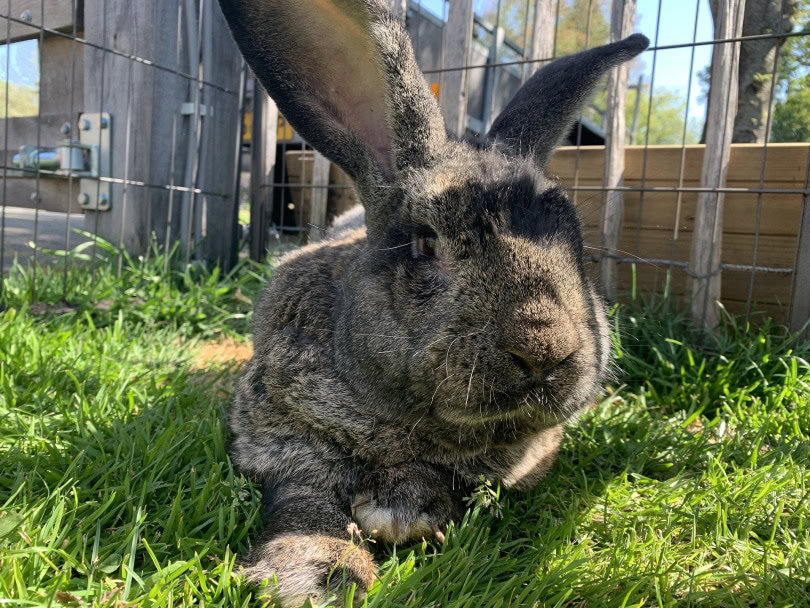 Flemish giant rabbit on grass