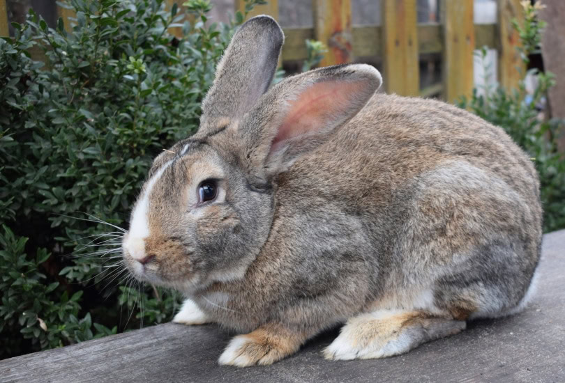 Flemish giant rabbit