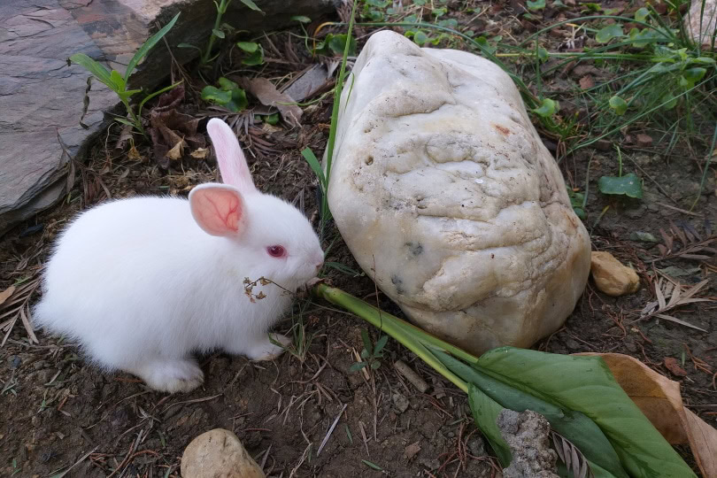 Florida white rabbit