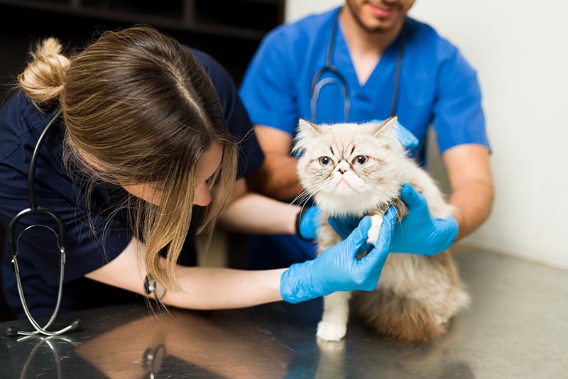 Fluffy persian cat sitting at the examined by vet