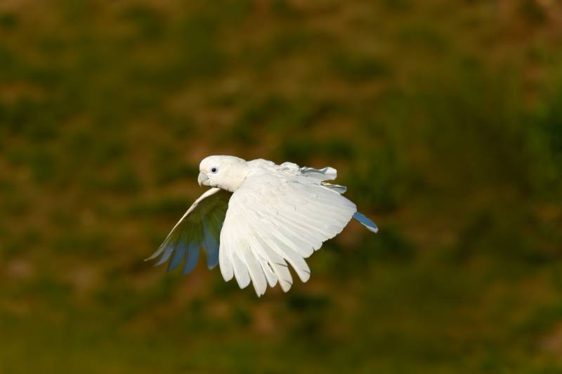 Flying solomons cockatoo