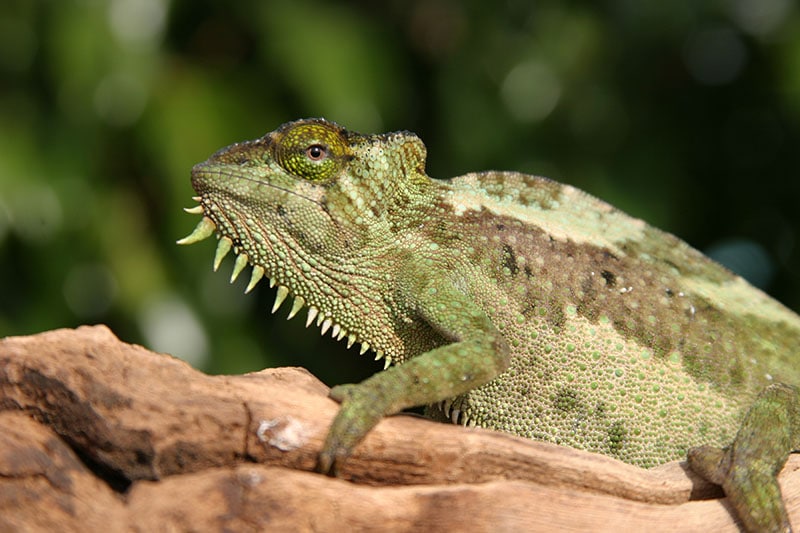 a female " Four-Horned Chameleon" (chamaeleo quadricornis) sits on a branch while I take her picture against a blue sky (females do not have horns on this species)