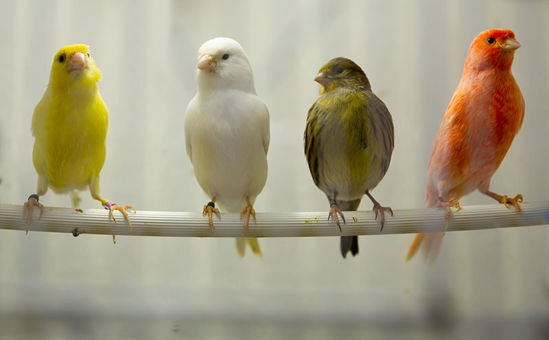 Four canary birds (Serinus canaria) sitting in a branch