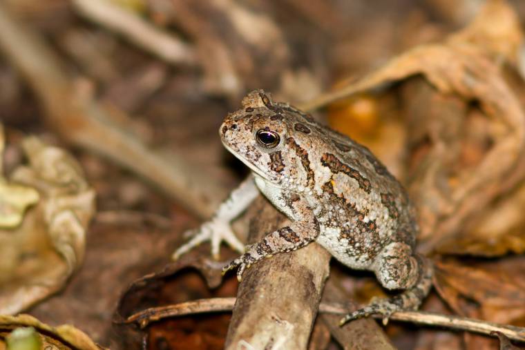 Fowler's Toad side view_Frode Jacobsen_Shutterstock