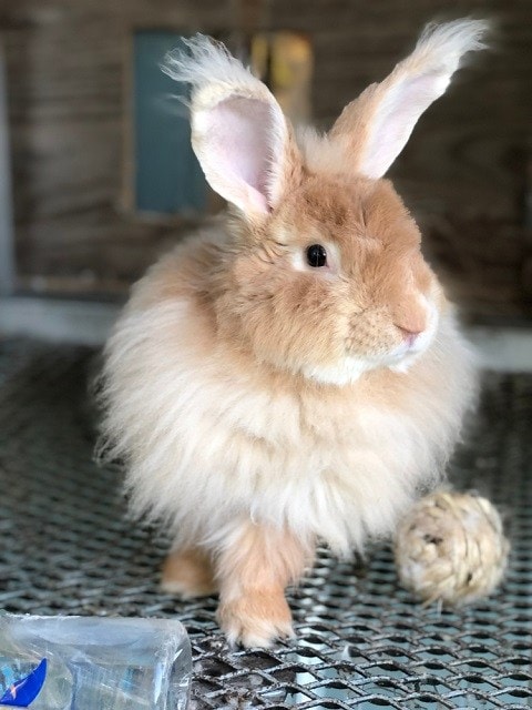 French-Angora-Rabbit_Natalee-Wright_shutterstock