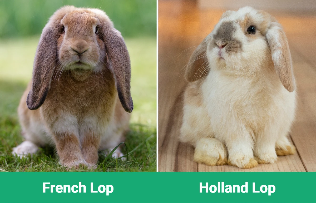 French Lop vs Holland Lop - Visual Differences