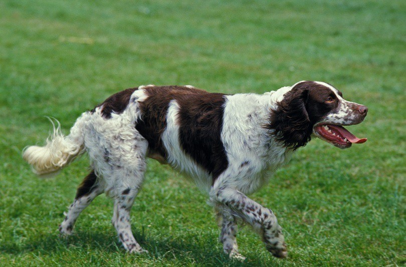 French-Spaniel_slowmotiongli, Shutterstock