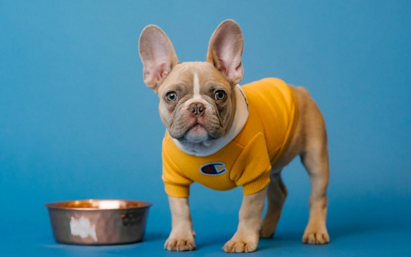French bulldog beside a food bowl