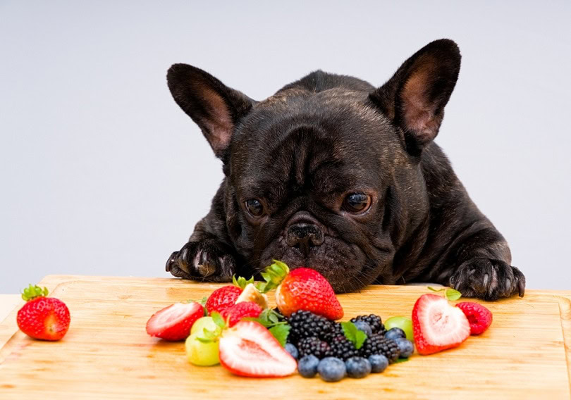French bulldog ready to eat fresh fruits