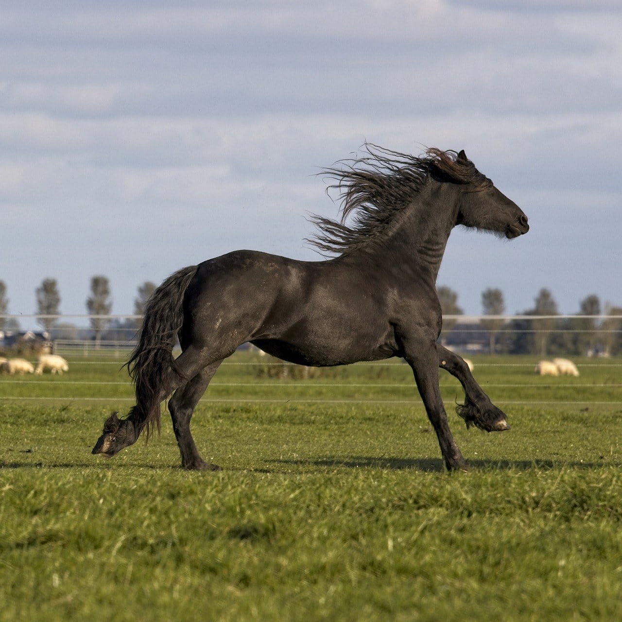 Friesian Horse galloping