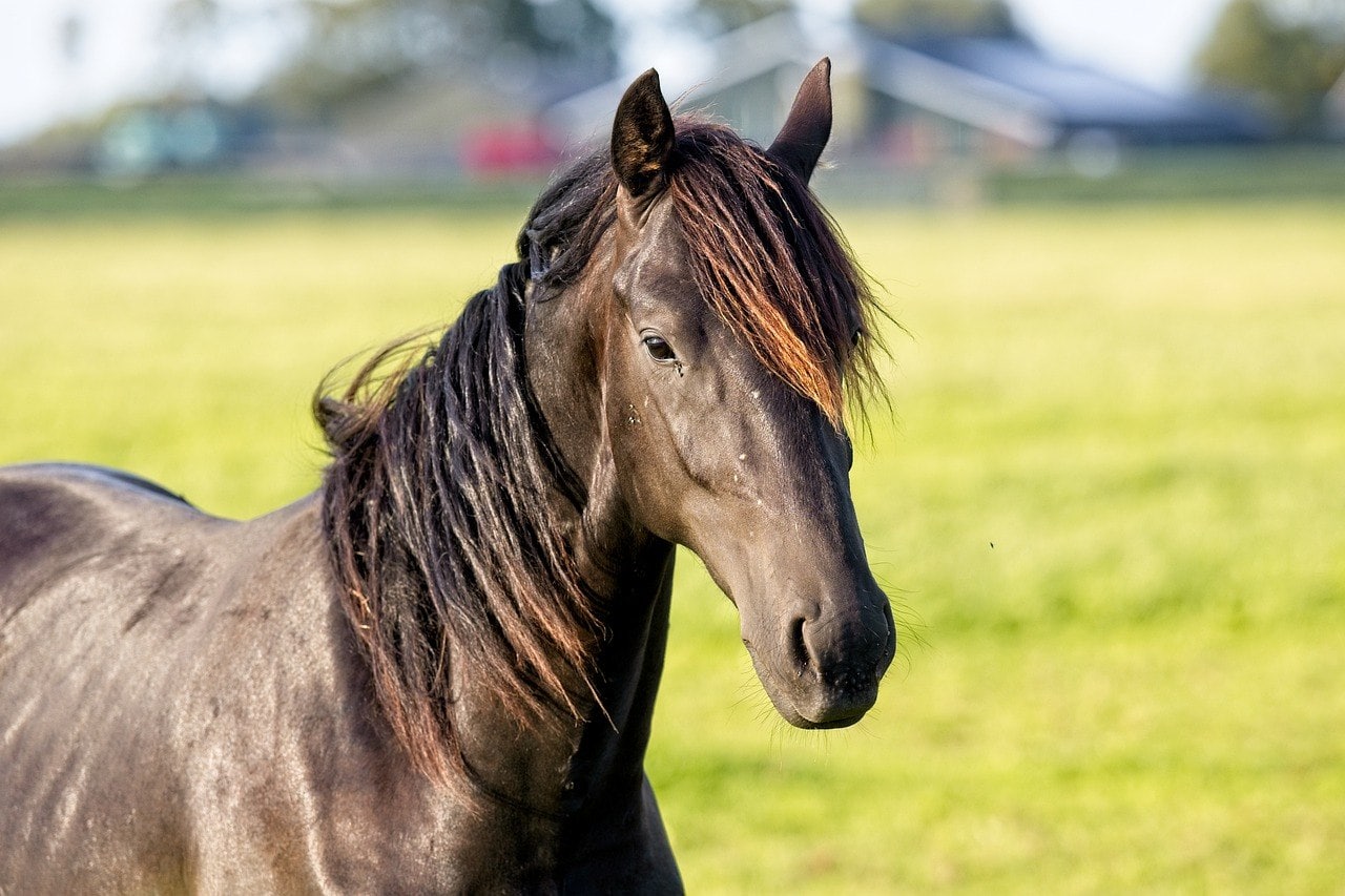 Friesian horse