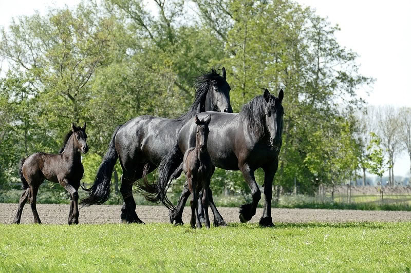 Friesian horses