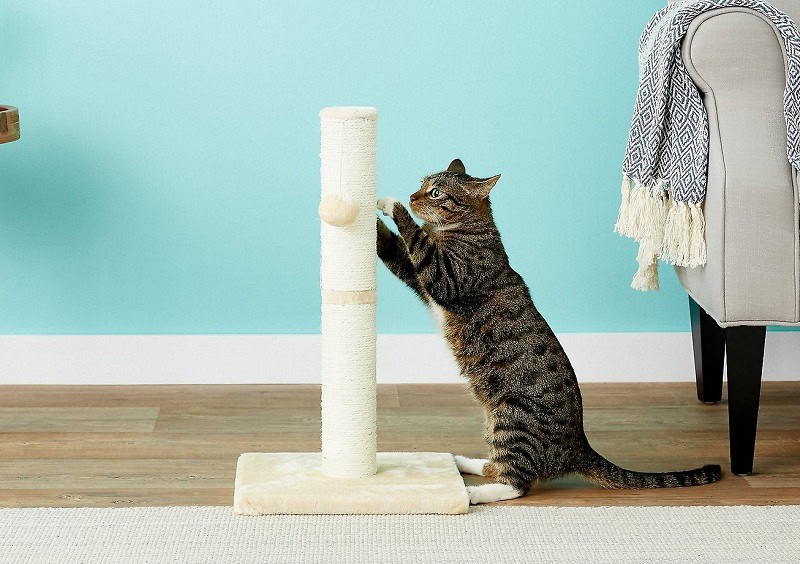 Cat Scratching Post