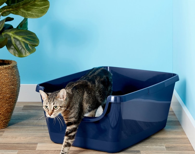 Frisco High Sided Cat Litter Box