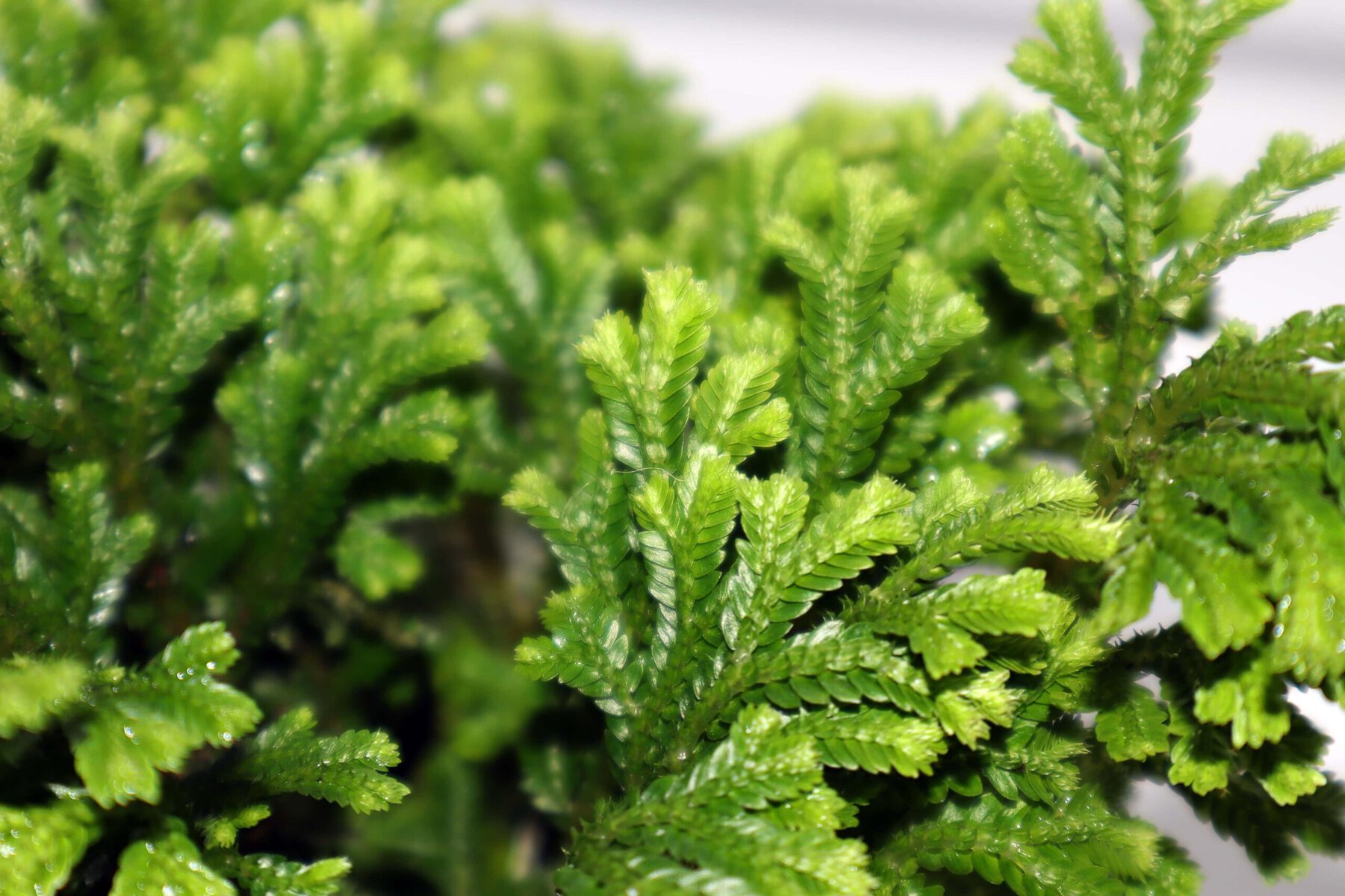 Frosty Fern (Selaginella)