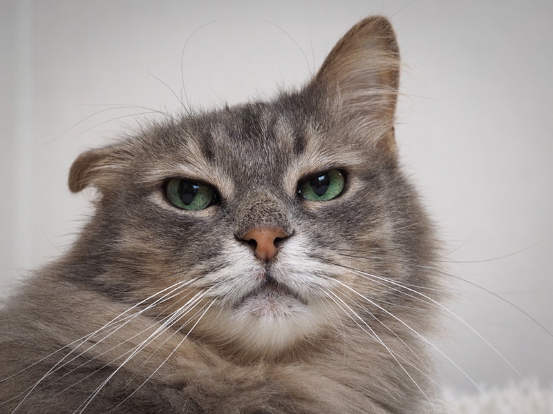 Funny big cat with drooping ear and green eyes