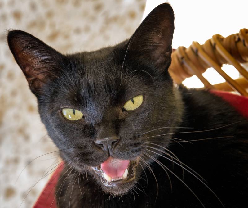 Funny black cat with open mouth, meowing, smiling, talking