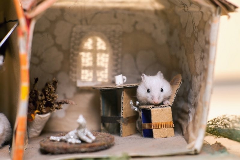 Funny little white hamster sitting on a chair in the kitchen_szymon kaczmarcyzk_shutterstock