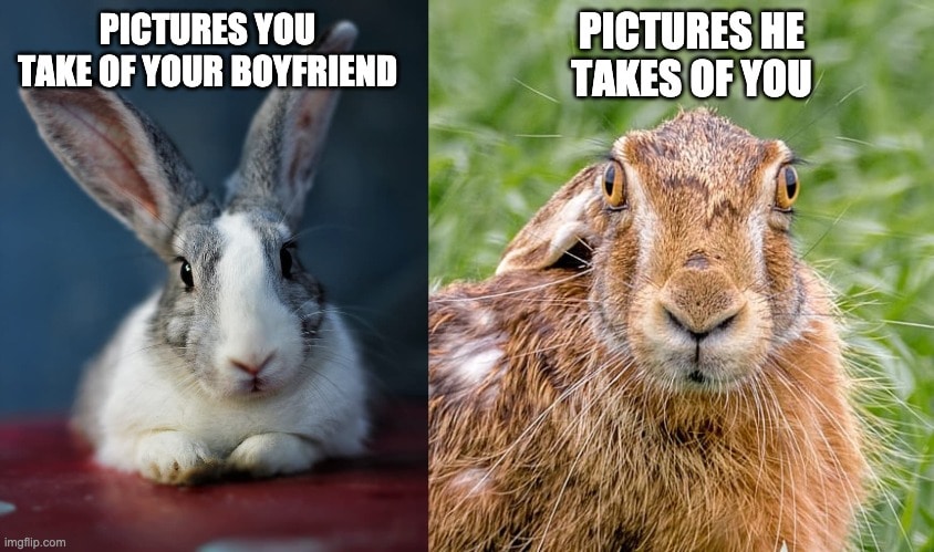 hilarious rabbit meme pictures he takes