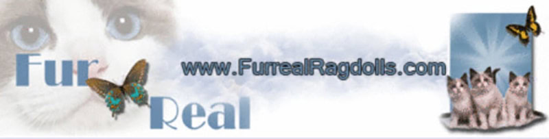 FurReal Ragdolls logo