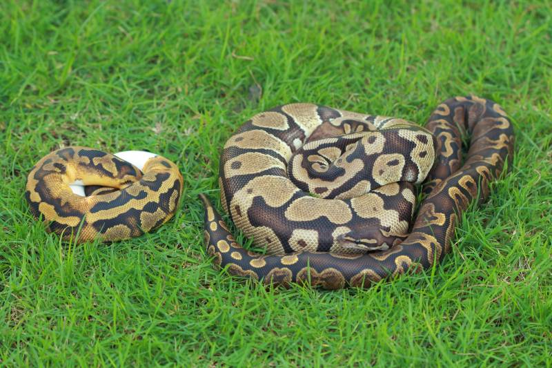 GHI ball python on green background