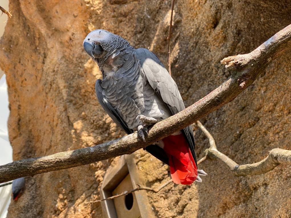 Gabon Gray Parrot Side view_ Mario Krpan_Shutterstock