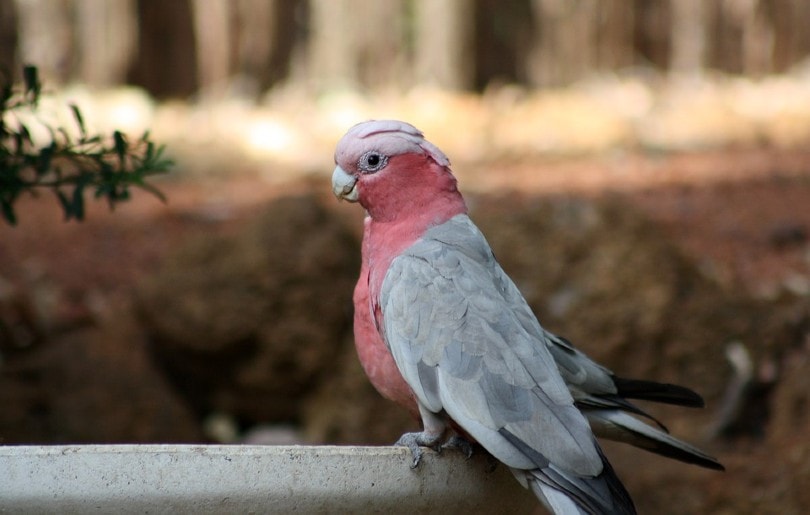 Galah Cockatoo Close up