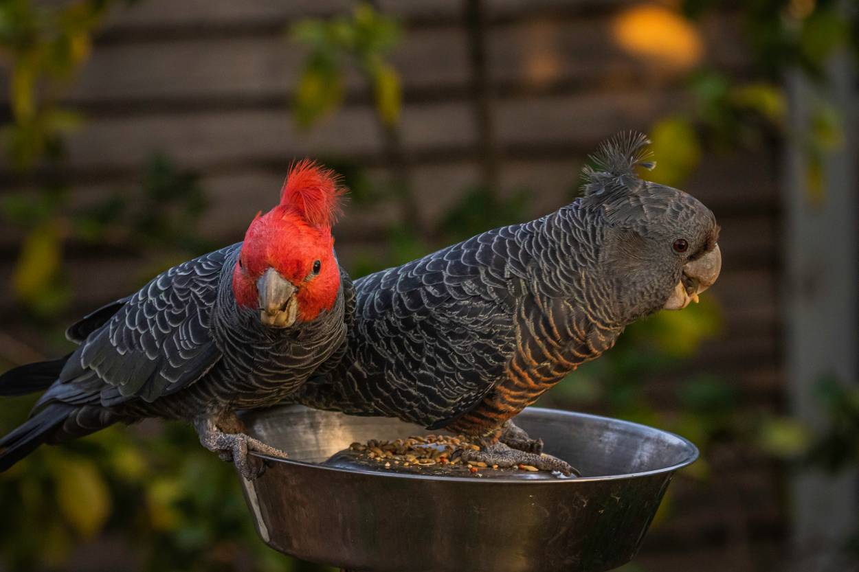 Gang-Gang Cockatoo_ Jonathan Steinbeck_Shutterstock copy