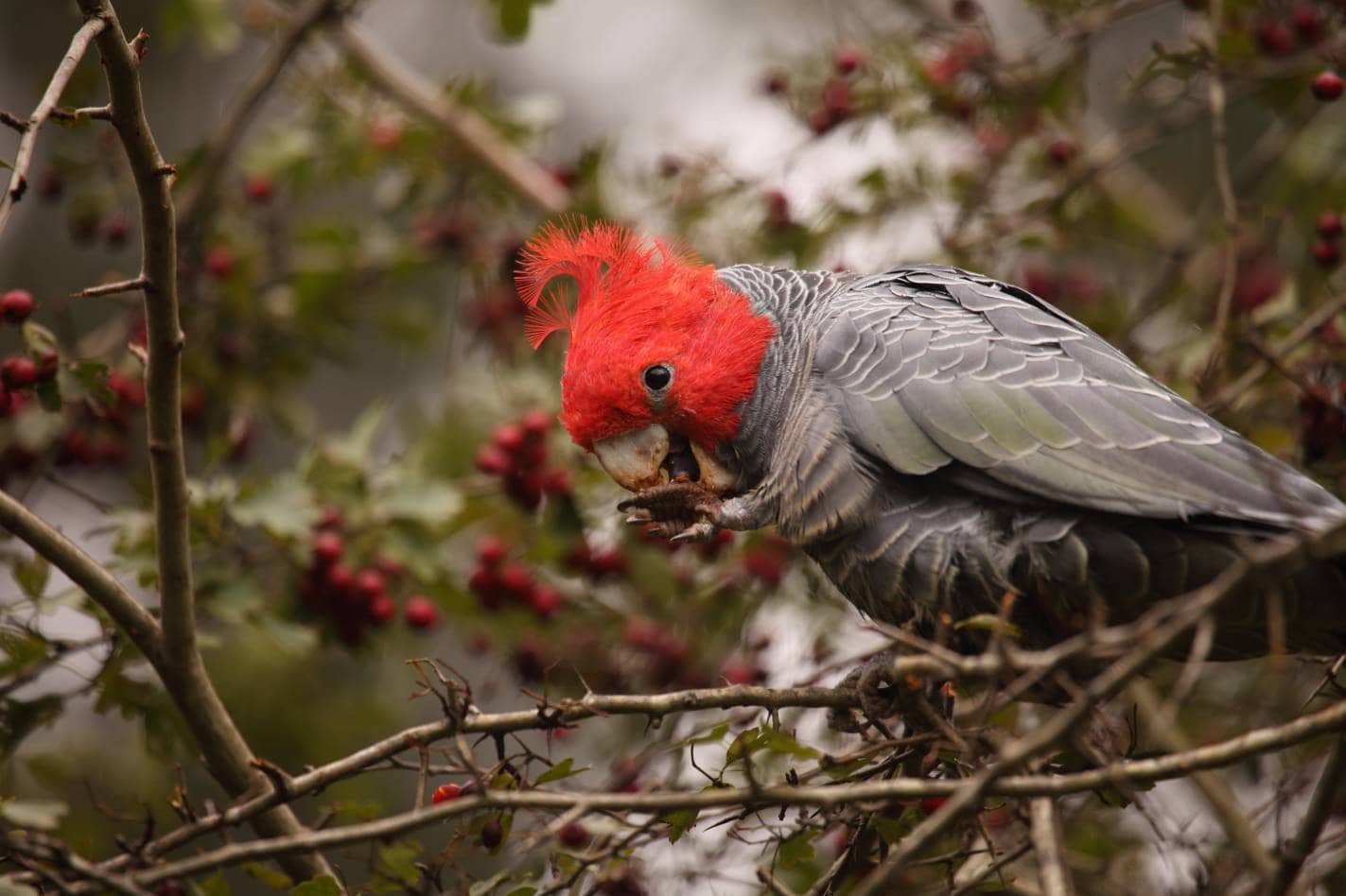 Gang-Gang Cockatoo_Chris Watson_Shutterstock