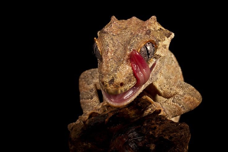 Gargoyle Gecko