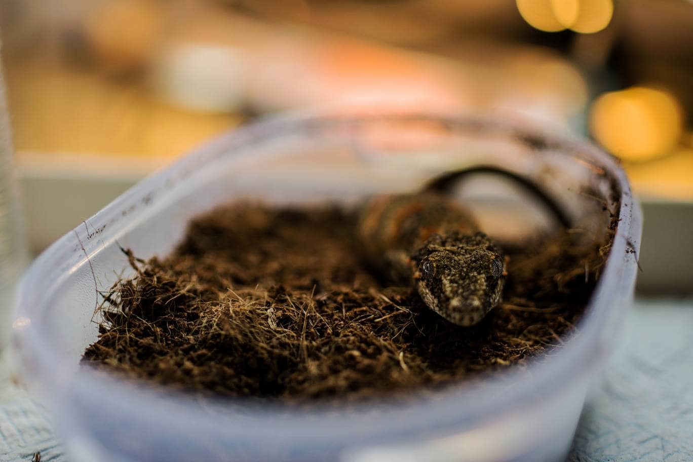 Gargoyle Gecko_ awon Shah_Shutterstock